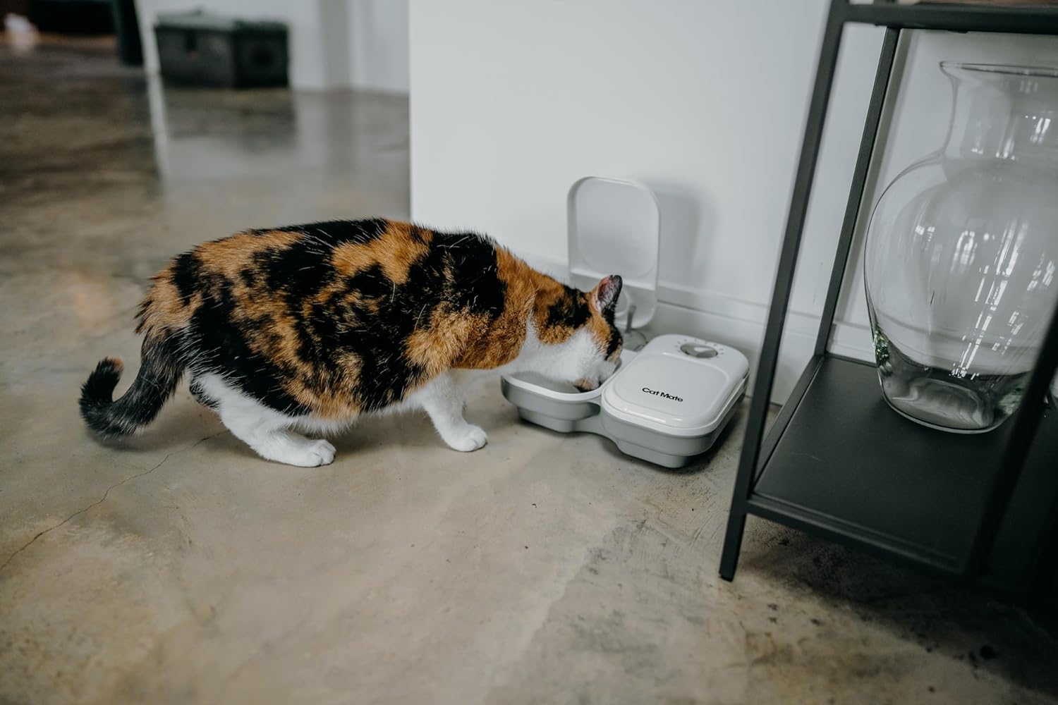 Best Automatic Pet Feeders